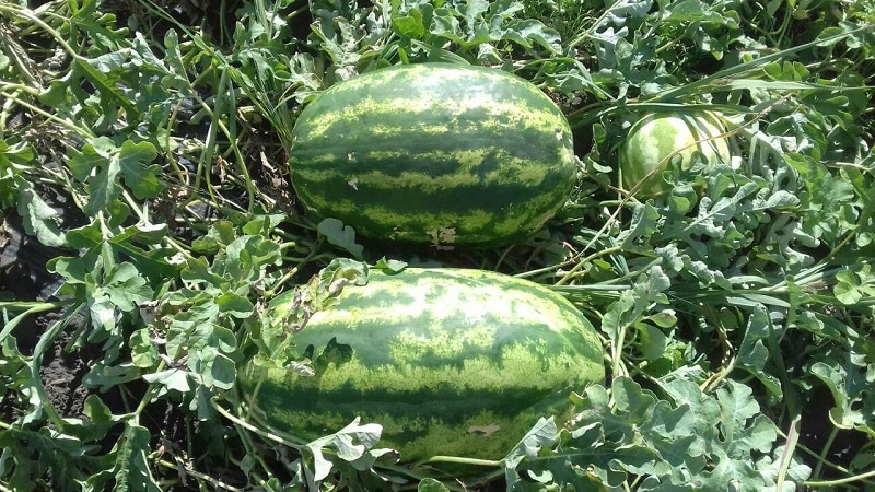 Hybrid watermelon Karistan with large and sweet fruits