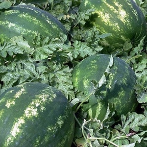 Hybrid watermelon Karistan na may malalaki at matatamis na prutas