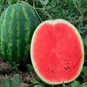 Hybrid watermelon Karistan na may malalaki at matatamis na prutas