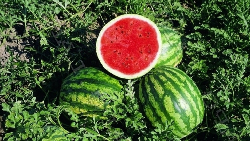 Hybrid watermelon Karistan na may malalaki at matatamis na prutas