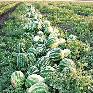 Hybrid vandmelon Karistan med store og søde frugter