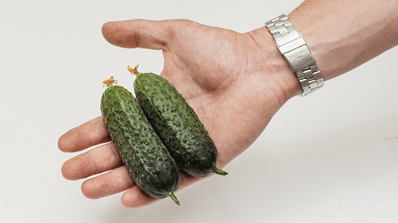 Dutch cucumber Director with long shelf life and stable yield