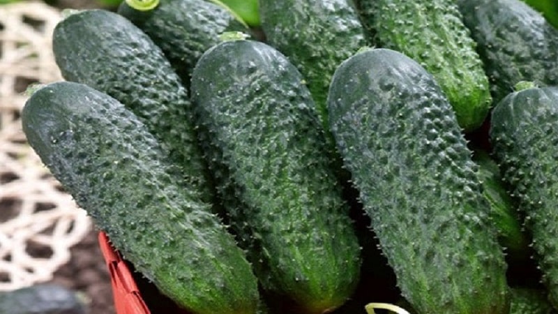 Dutch cucumber Director with long shelf life and stable yield