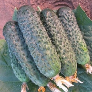 Dutch cucumber Director with long shelf life and stable yield