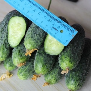 Dutch cucumber Director with long shelf life and stable yield