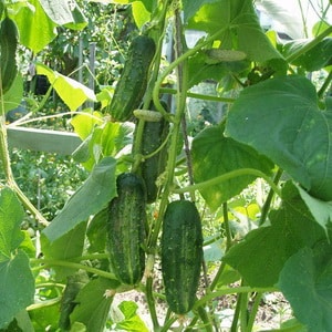 Instructions for use of phytosporin for cucumbers