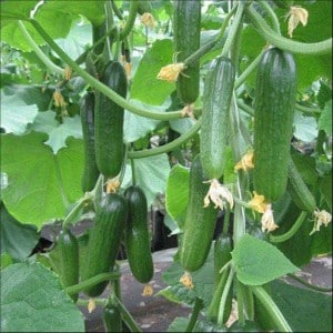 Instructions for use of phytosporin for cucumbers