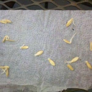 How to quickly germinate cucumber seeds before planting