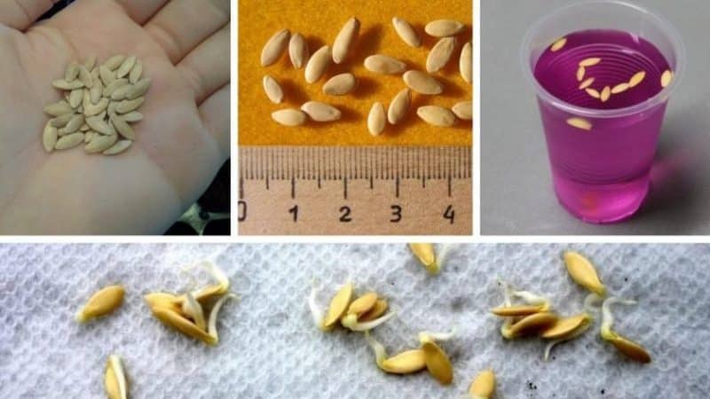 Cómo germinar rápidamente semillas de pepino antes de plantar.