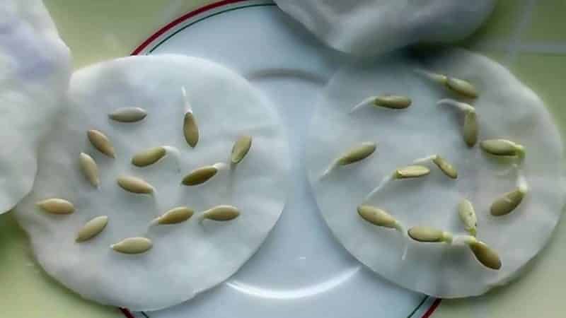 Cómo germinar rápidamente semillas de pepino antes de plantar.