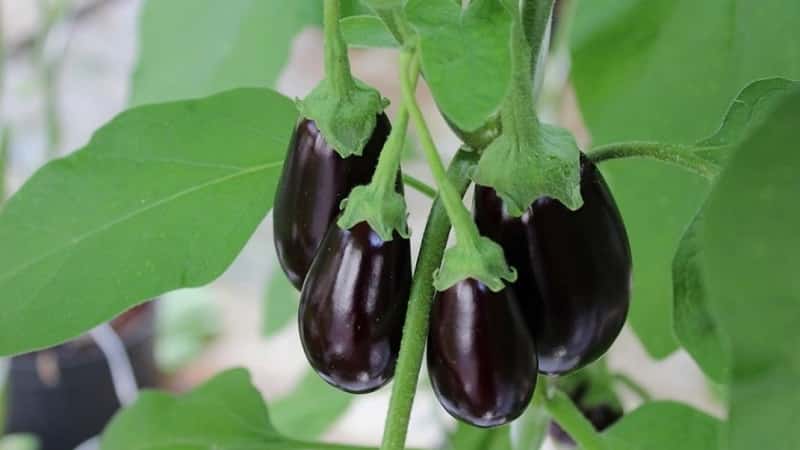 À quelle fréquence arroser les aubergines : instructions pour les jardiniers débutants