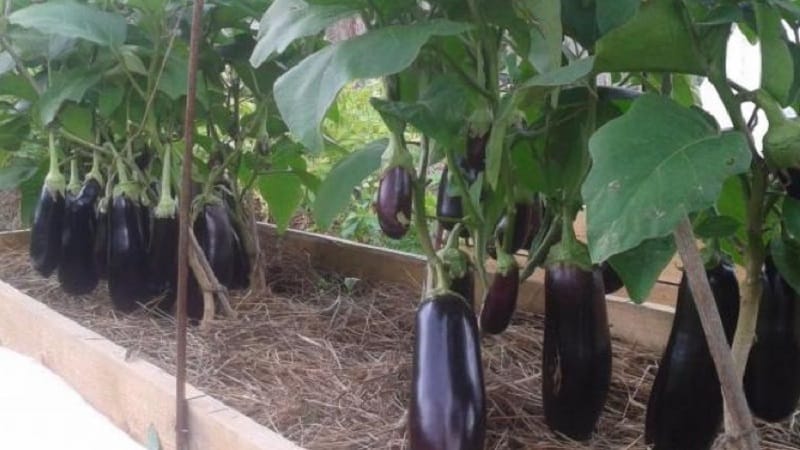 À quelle fréquence arroser les aubergines : instructions pour les jardiniers débutants