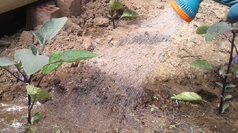 How often to water eggplants: instructions for beginner gardeners