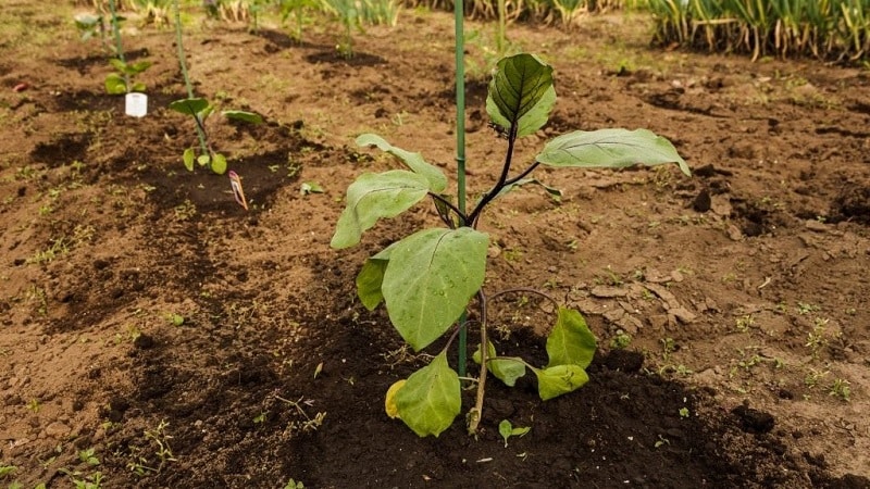 Con qué frecuencia regar las berenjenas: instrucciones para jardineros principiantes