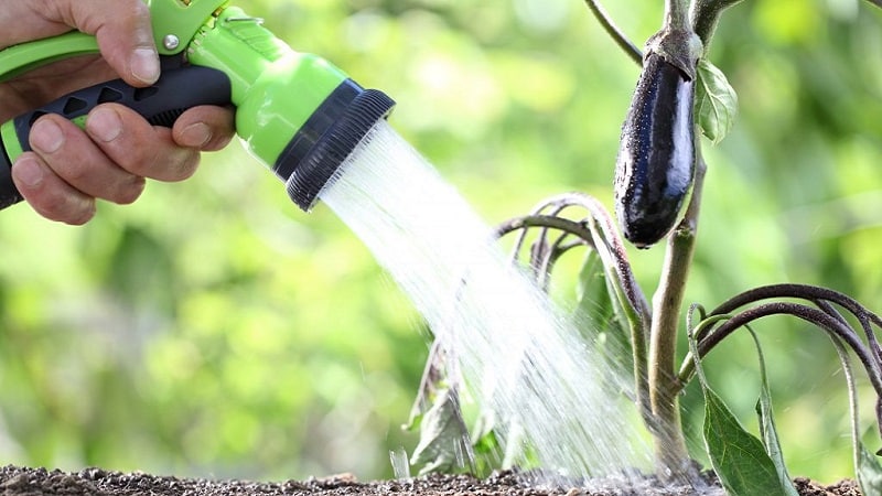 Hoe vaak aubergines water geven: instructies voor beginnende tuiniers