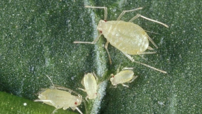 Cómo controlar eficazmente los pulgones del pimiento sin dañar el cultivo