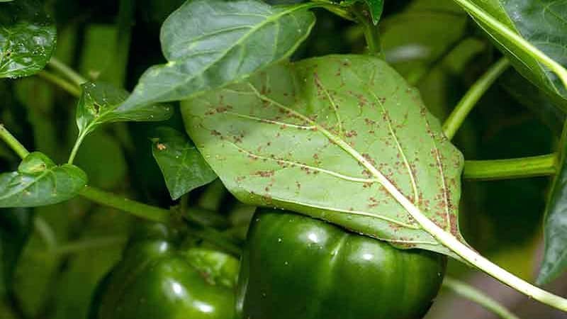 Hoe bladluizen op paprika effectief te bestrijden zonder het gewas te beschadigen