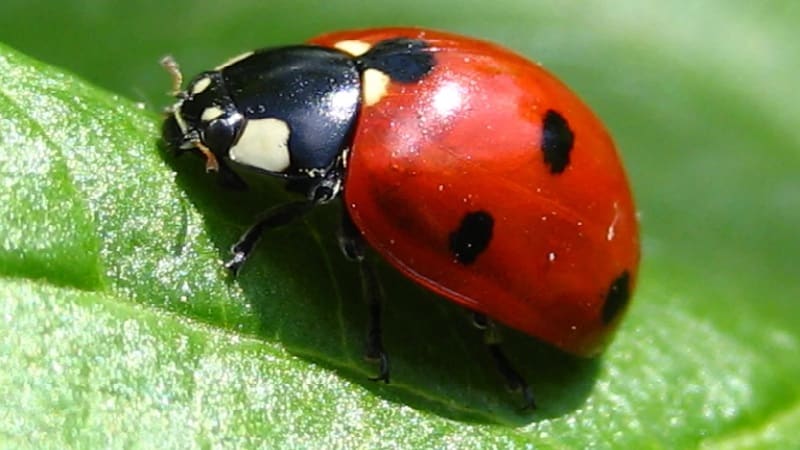 Wie man Blattläuse an Paprika effektiv bekämpft, ohne die Ernte zu schädigen