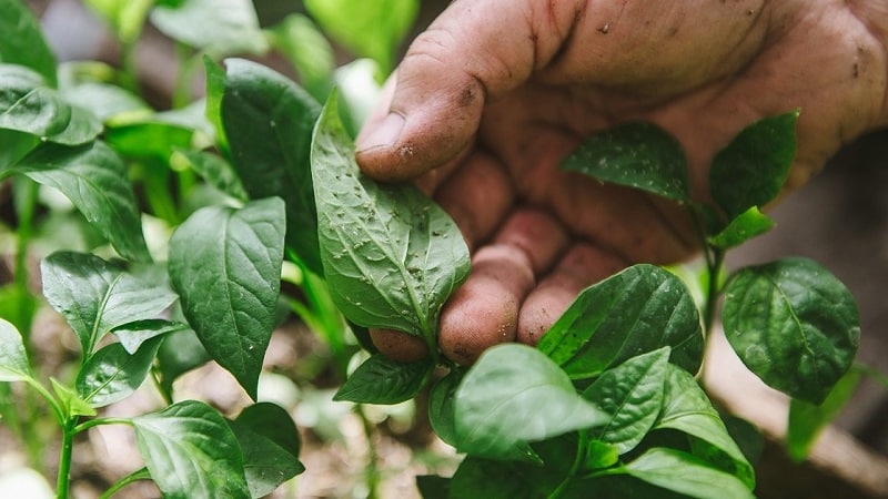 Hoe bladluizen op paprika effectief te bestrijden zonder het gewas te beschadigen