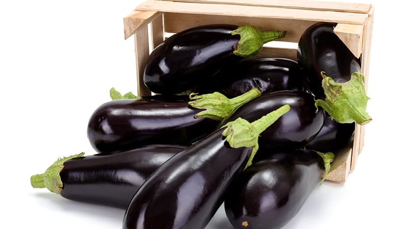 Hoe aubergines thuis op de juiste manier te bewaren tot de winter