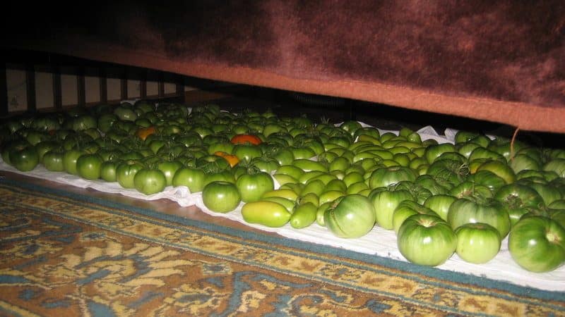 Como guardar os tomates para que fiquem vermelhos: aceleramos o amadurecimento e mantemos os vegetais frescos por muito tempo