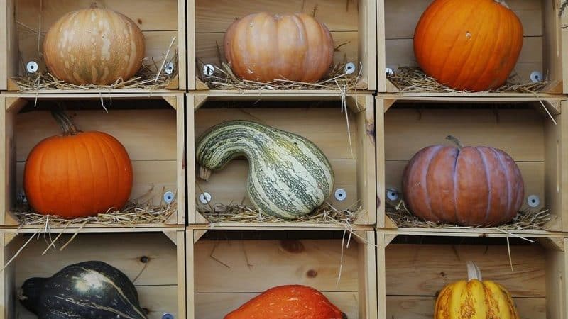 So lagern Sie Kürbis für den Winter im Keller: Schaffen Sie günstige Bedingungen, um ein Verderben des Gemüses zu vermeiden