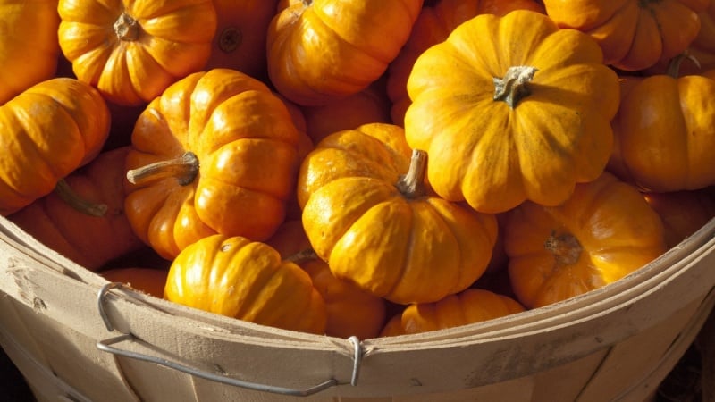 Come conservare la zucca in cantina per l'inverno: creare condizioni favorevoli per evitare il deterioramento della verdura