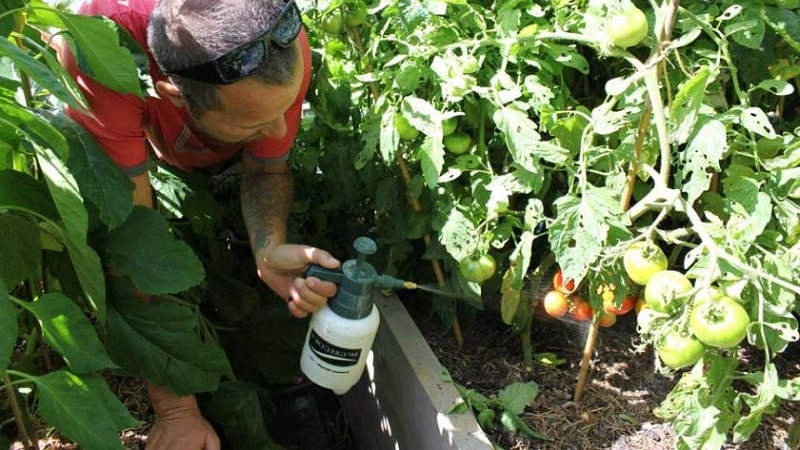 Wie und womit man Tomaten im Freiland gegen Spätfäule behandelt: die besten Produkte und Regeln zum Besprühen von Tomaten