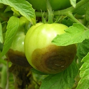 Wie und womit man Tomaten im Freiland gegen Spätfäule behandelt: die besten Produkte und Regeln zum Besprühen von Tomaten