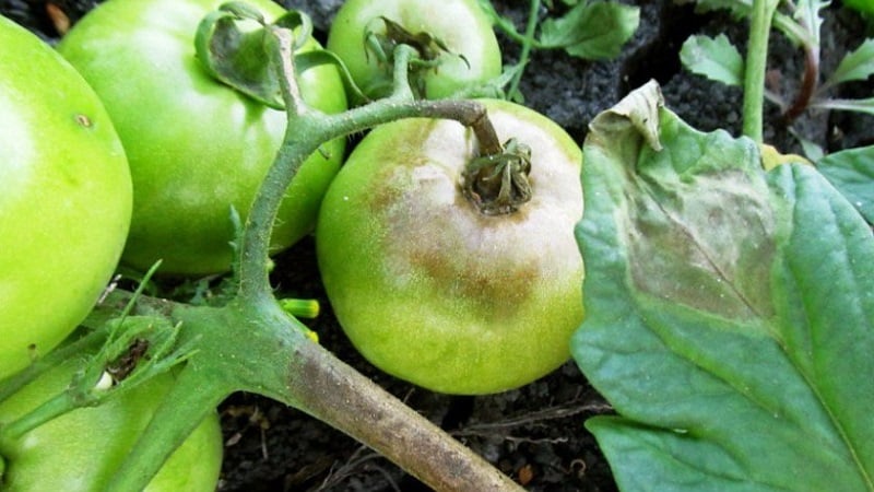 Wie und womit man Tomaten im Freiland gegen Spätfäule behandelt: die besten Produkte und Regeln zum Besprühen von Tomaten