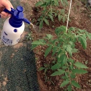 Wie und womit man Tomaten im Freiland gegen Spätfäule behandelt: die besten Produkte und Regeln zum Besprühen von Tomaten