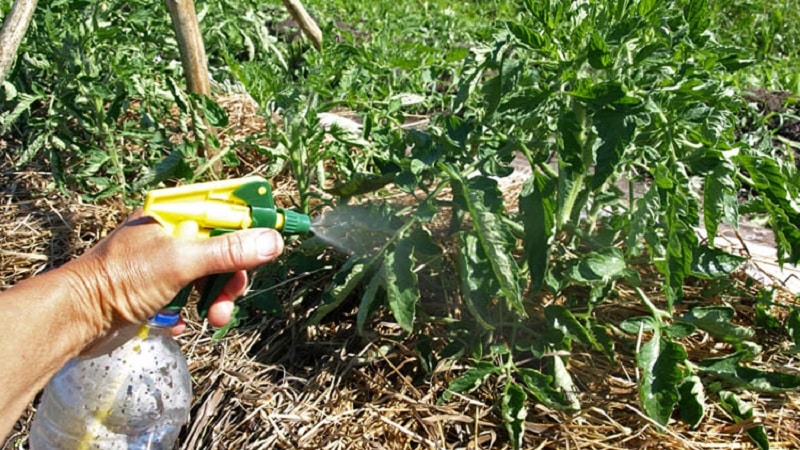 Wie und womit man Tomaten im Freiland gegen Spätfäule behandelt: die besten Produkte und Regeln zum Besprühen von Tomaten