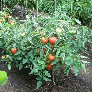 Wie und womit man Tomaten im Freiland gegen Spätfäule behandelt: die besten Produkte und Regeln zum Besprühen von Tomaten