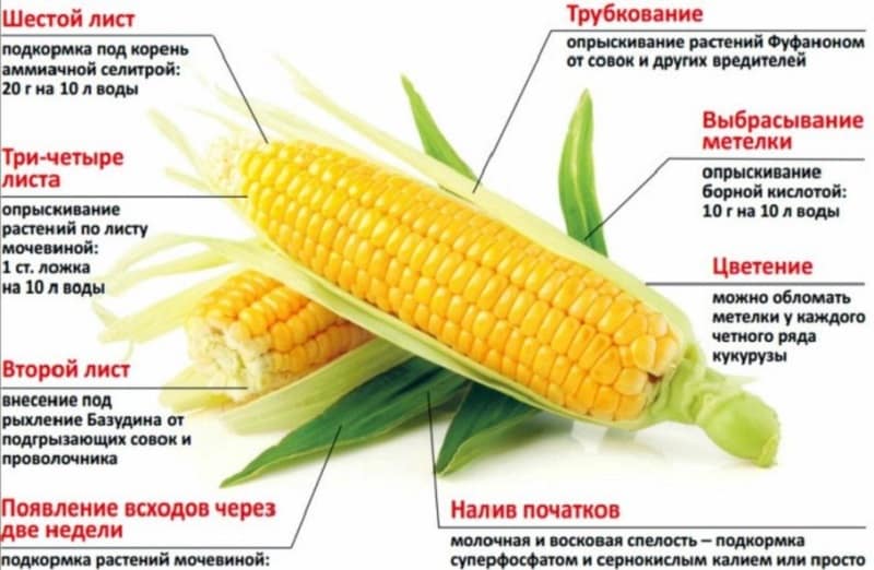 Cómo y con qué alimentar el maíz: las mejores composiciones y reglas para su aplicación para obtener una rica cosecha.