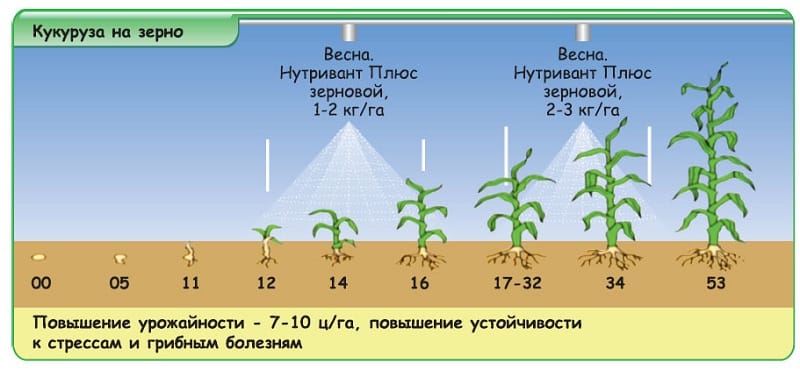 How and what to feed corn: the best compositions and rules for their application to obtain a rich harvest