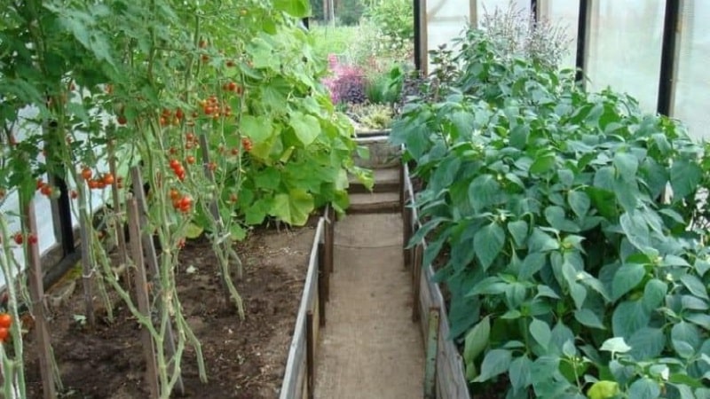 Bagaimana, bila dan apa yang perlu diberi makan anak benih lada dan tomato untuk mendapatkan hasil tuaian yang kaya