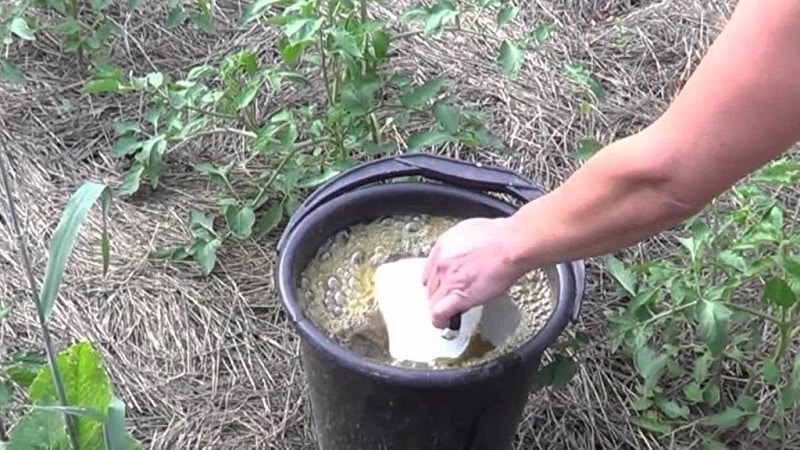 Comment, quand et quoi nourrir les plants de poivrons et de tomates pour obtenir une récolte riche