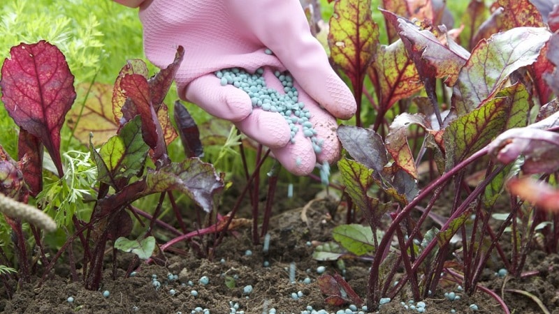 How, when and what to feed beets in July-August: secrets of agricultural technology for getting a rich harvest