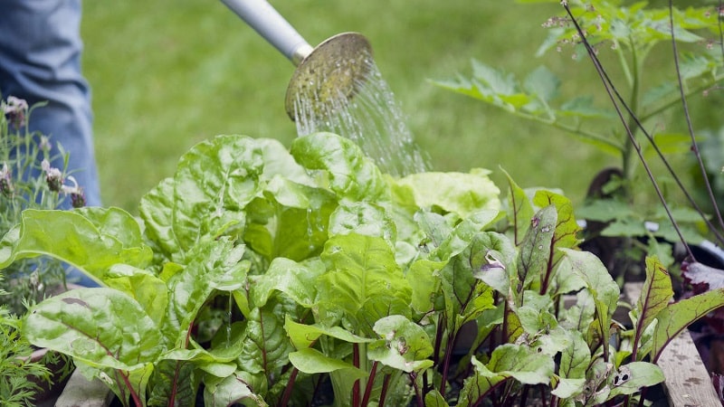 Cómo, cuándo y con qué alimentar a las remolachas en julio-agosto: secretos de la tecnología agrícola para obtener una rica cosecha