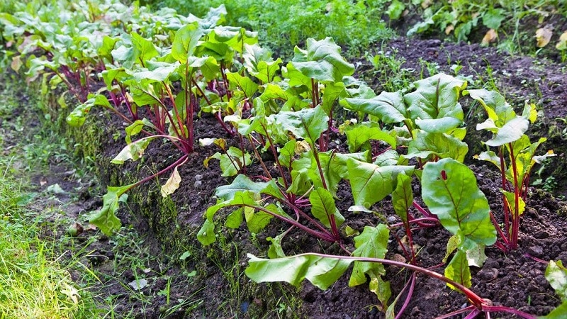 How, when and what to feed beets in July-August: secrets of agricultural technology for getting a rich harvest