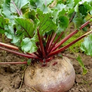 How, when and what to feed beets in July-August: secrets of agricultural technology for getting a rich harvest