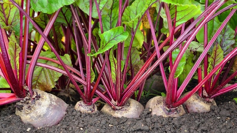 Paano, kailan at kung ano ang magpapakain ng mga beet sa Hulyo-Agosto: mga lihim ng teknolohiyang pang-agrikultura para sa pagkuha ng masaganang ani