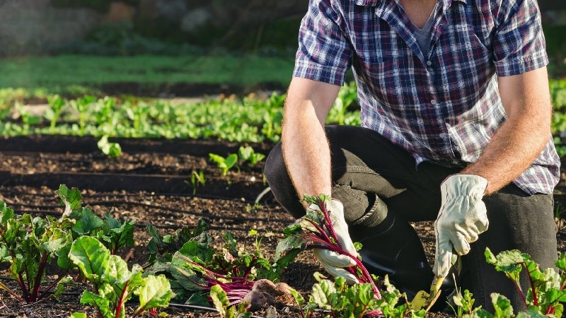 Wie, wann und was man Rüben im Juli-August füttert: Geheimnisse der Landtechnik für eine reiche Ernte