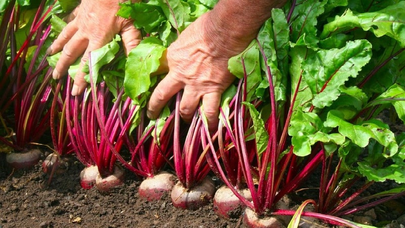 Cómo, cuándo y con qué alimentar a las remolachas en julio-agosto: secretos de la tecnología agrícola para obtener una rica cosecha