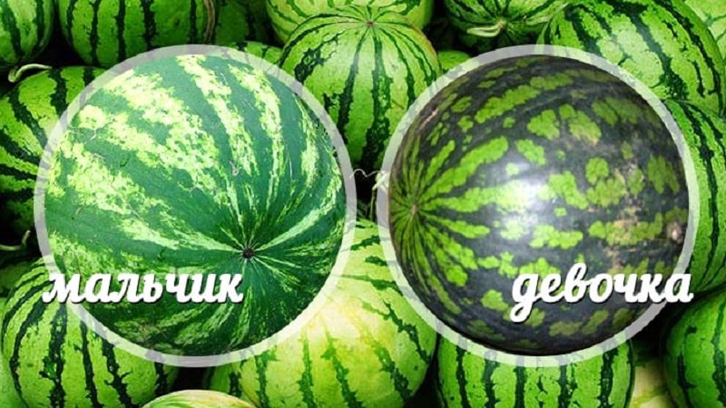 How to determine whether a watermelon is a girl or a boy, and choose a sweet, ripe fruit