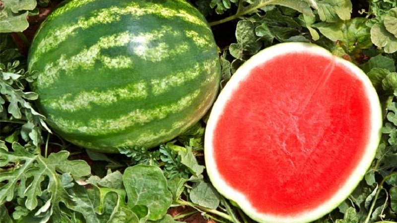 How to determine whether a watermelon is a girl or a boy, and choose a sweet, ripe fruit