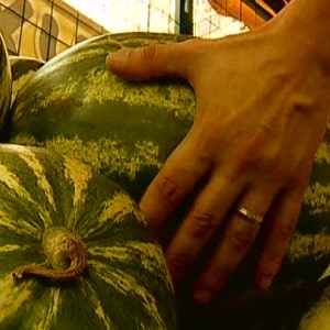 Como determinar se uma melancia é menina ou menino e escolher uma fruta doce e madura