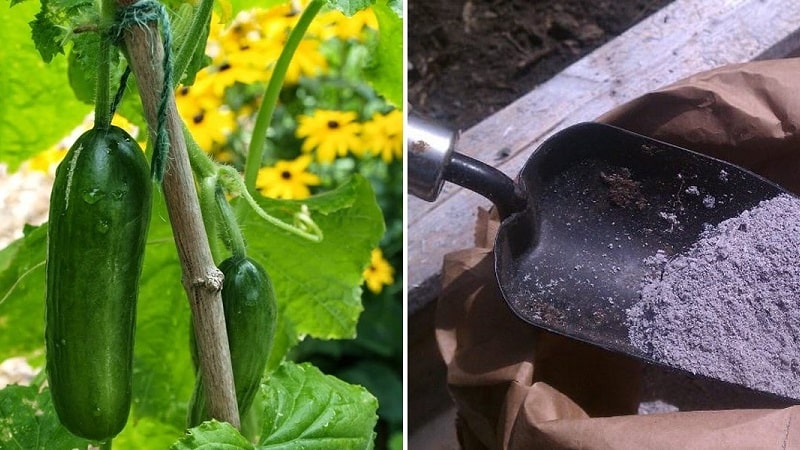 Paano pakainin ang mga pipino na may abo sa bukas na lupa at mga greenhouse, at kung ano ang ibibigay nito sa hinaharap na ani