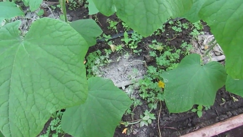 Paano pakainin ang mga pipino na may abo sa bukas na lupa at mga greenhouse, at kung ano ang ibibigay nito sa hinaharap na ani