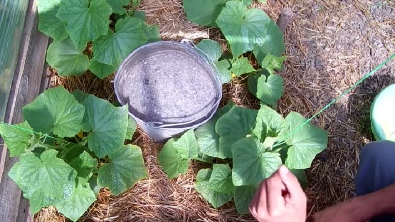 Paano pakainin ang mga pipino na may abo sa bukas na lupa at mga greenhouse, at kung ano ang ibibigay nito sa hinaharap na ani